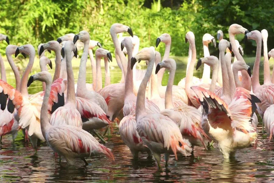 Dieren Park Amersfoort 6