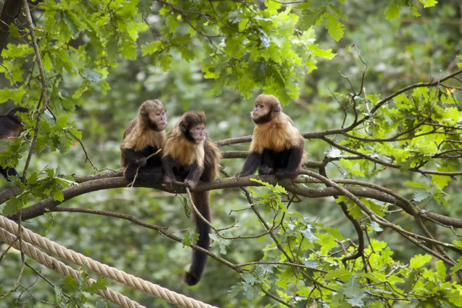 Dieren Park Amersfoort 9
