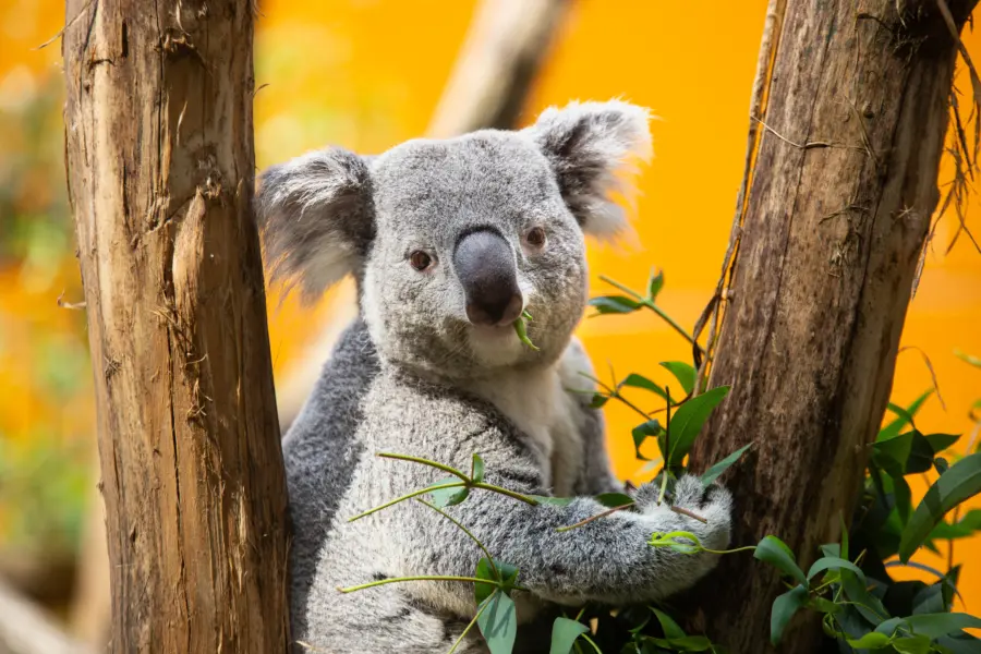 Koala Ouwehands Dierenpark buiten 2