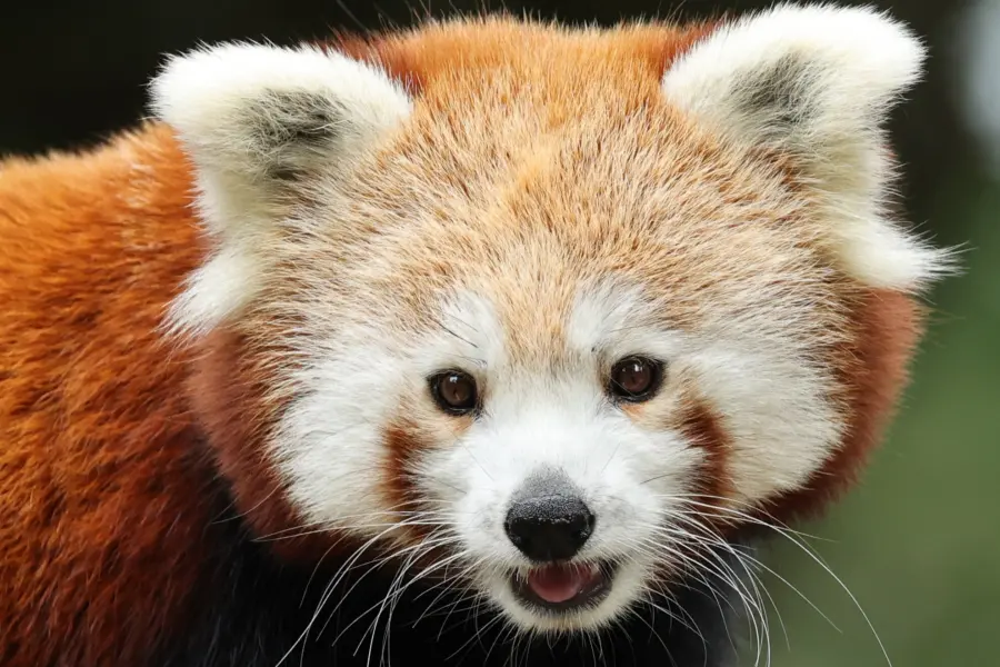 Rode panda Ouwehands Dierenpark 5