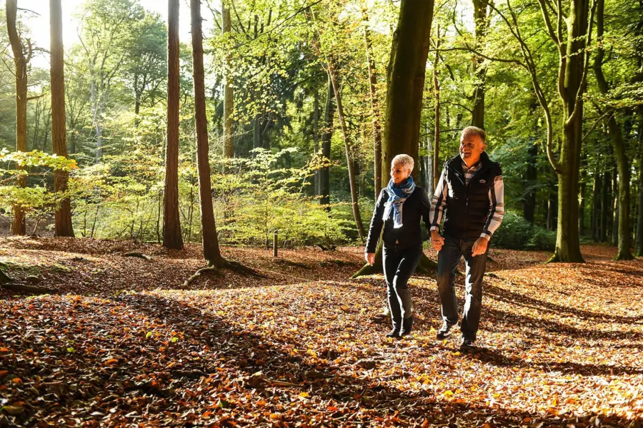 Wandelen bos herfst