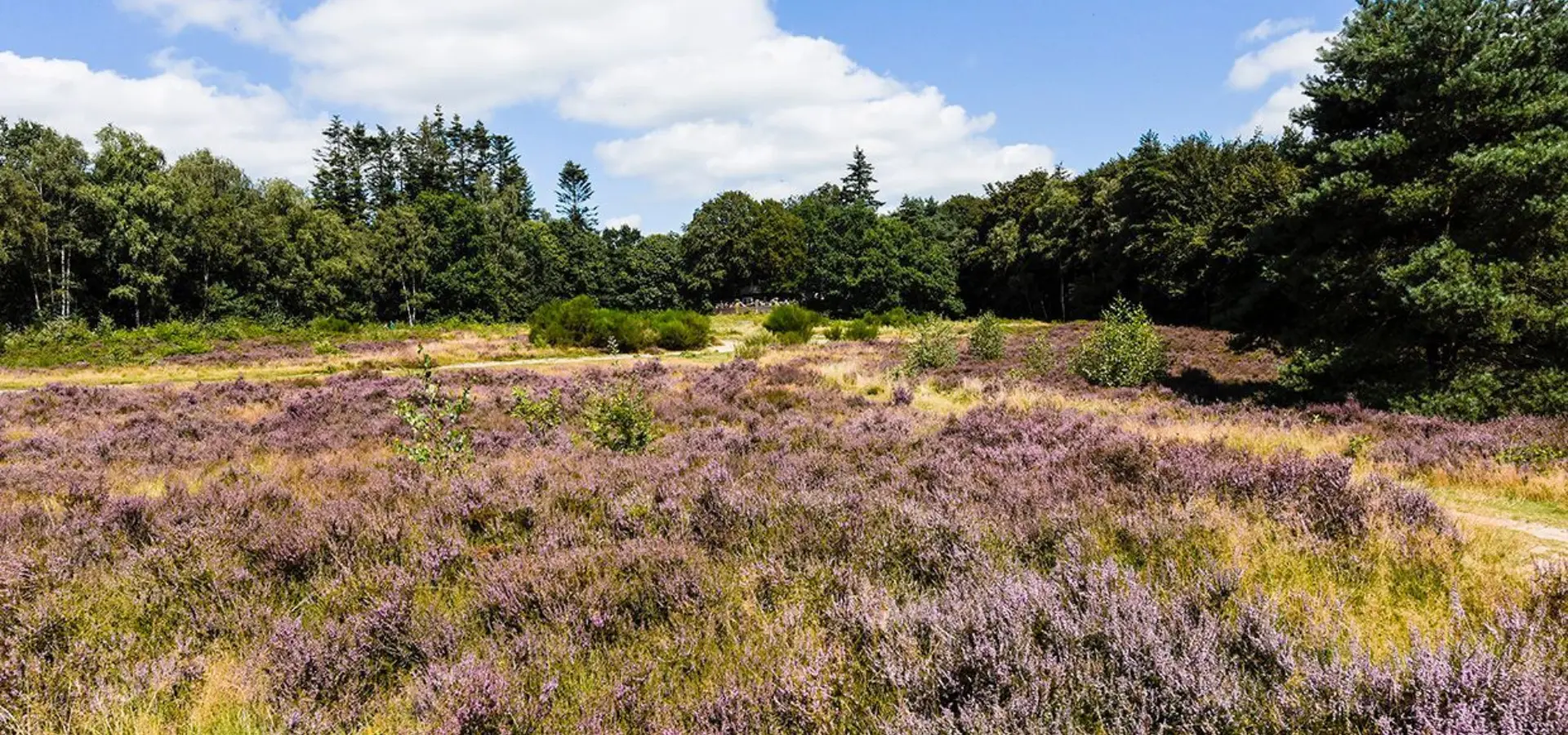 Utrechtse heuvelrug 3