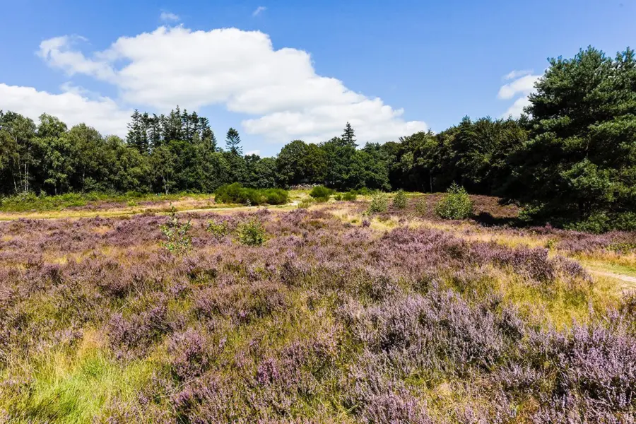 Utrechtse heuvelrug 3