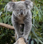 rhenen koala