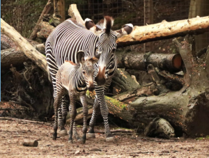 zebra veulen amersfoort.png