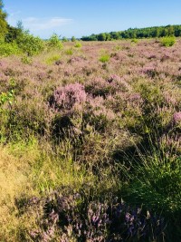 heide ede 