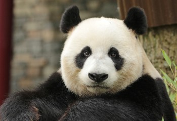 foto van Ouwehand gekregen