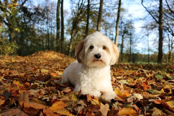 herfst hondje landgoed ruwinkel