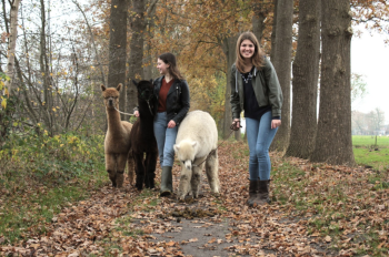 wandelen met alpacas landgoed ruwinkel