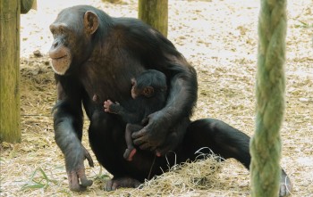 chimpanzeesamersfoort