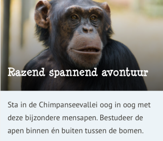 dierenpark amersfoort chimp