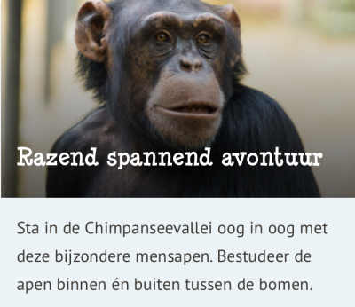 dierenpark amersfoort chimp