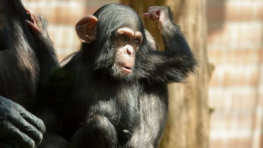 chimpansee kleine