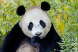 Reuzenpanda Ouwehands Dierenpark