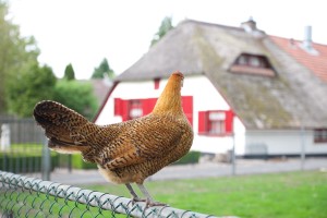 kip voor boerderij landgoed ruwinkel