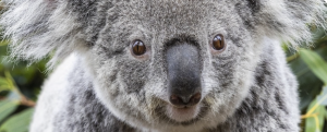 close up koala