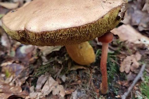 paddenstoel ruwinkel9.jpg