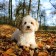 herfst hondje landgoed ruwinkel.jpg