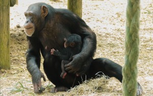 chimpanzeesamersfoort.jpeg