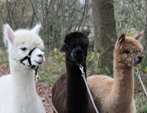 wandelen met alpacas landgoed ruwinkel