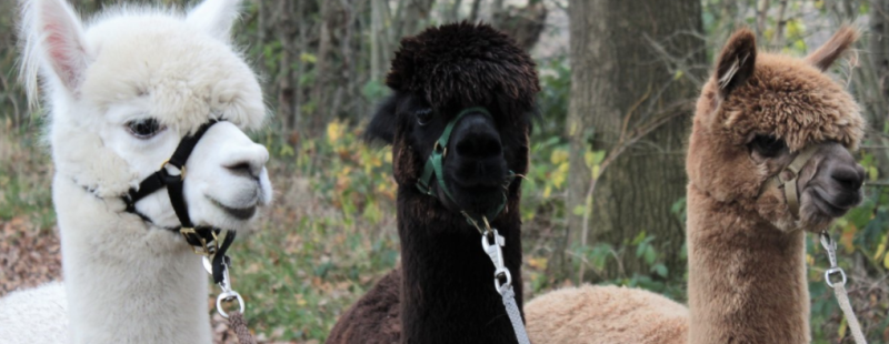 wandelen met alpacas landgoed ruwinkel